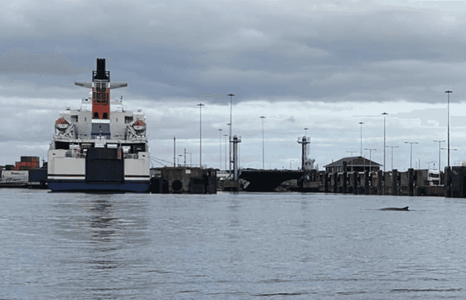 The Whale Spotted In The Liffey Has Sadly Passed Away