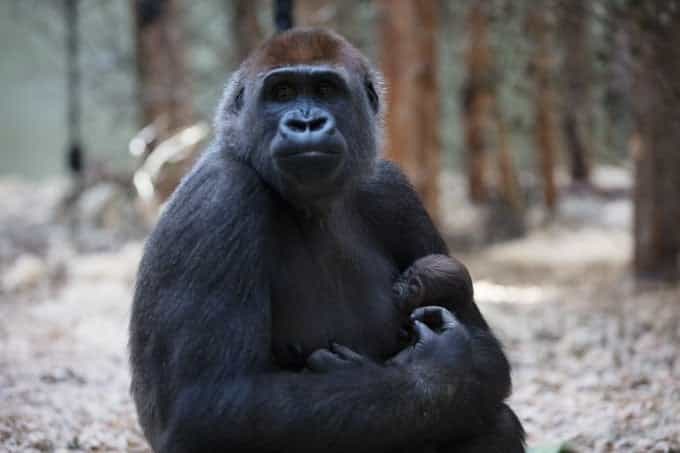 Dublin Zoo launch competition to name new baby gorilla