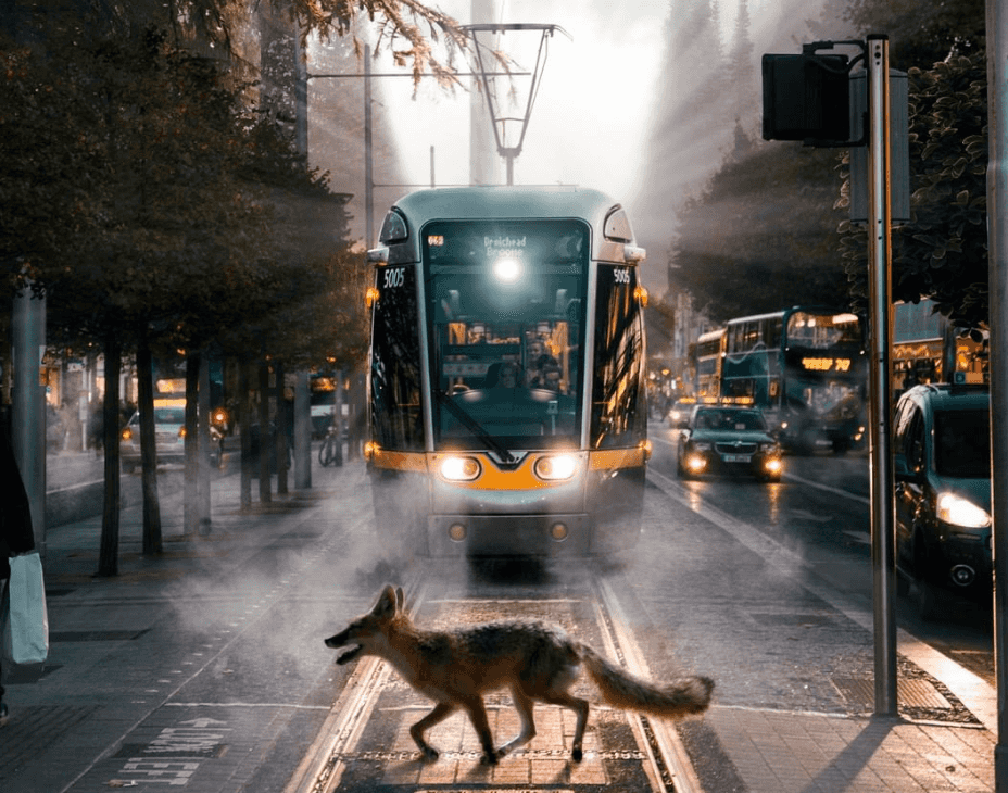 PICS: these were Lovin Dublin’s top 10 Instagram photos of the year
