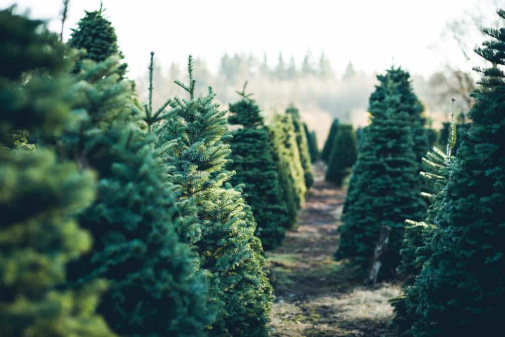 Here’s how to help Dublin’s homeless while disposing of your Christmas tree