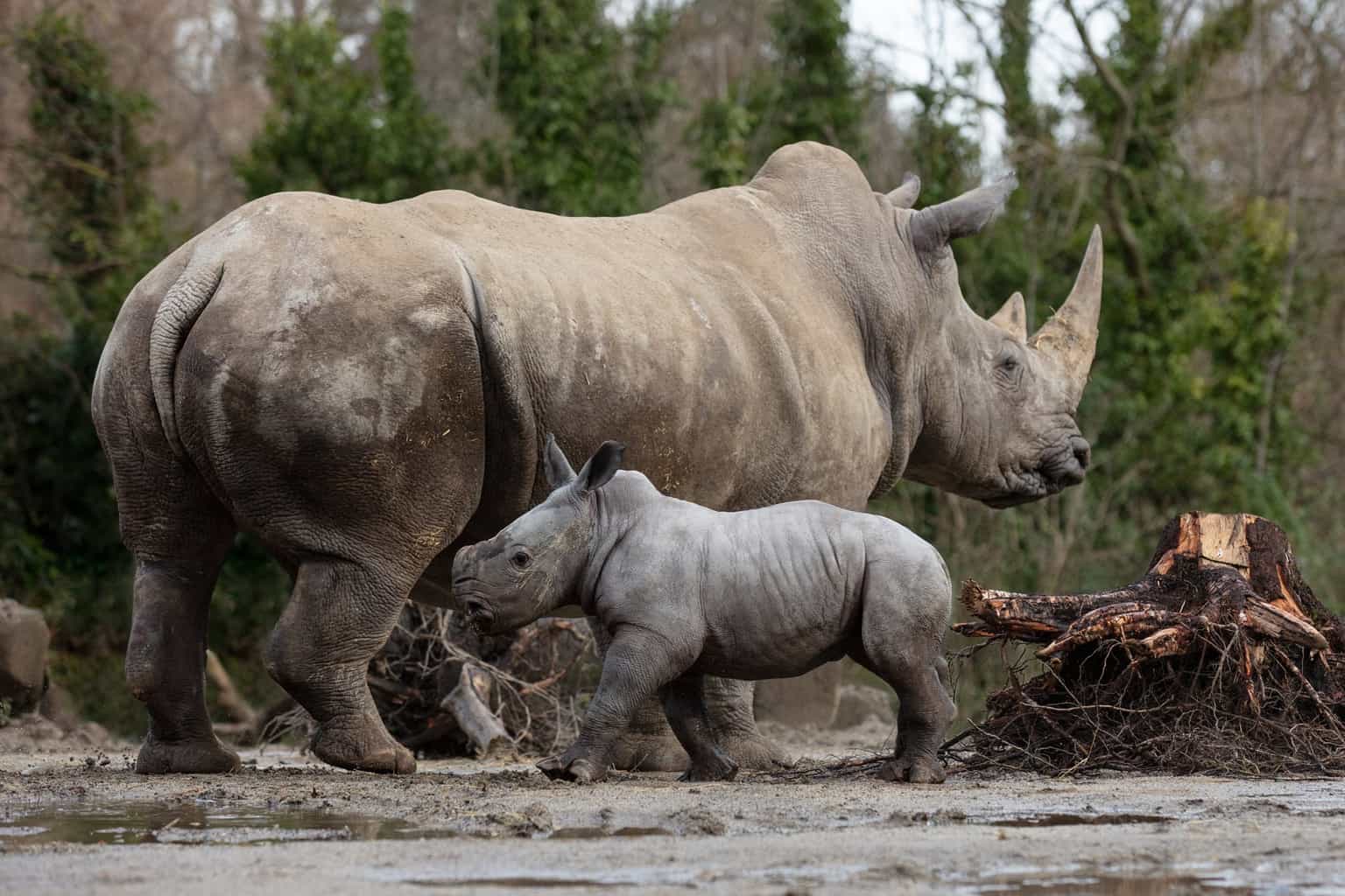 Adorable baby rhino born at Dublin Zoo