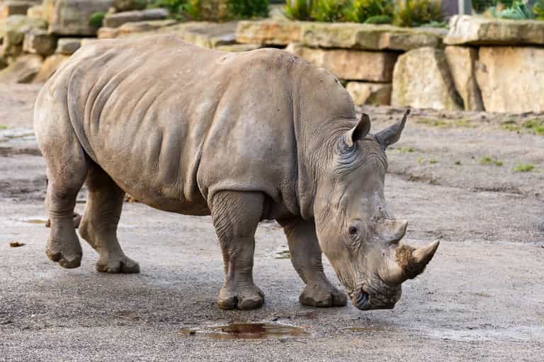 You can watch Dublin Zoo Live Webcam to see the animals from your couch