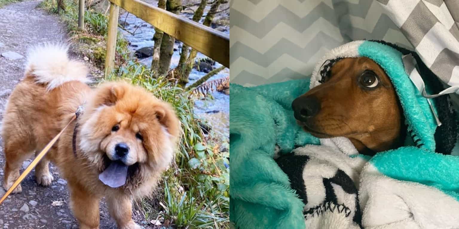 Dogs of Instagram: 18 pawsitive accounts you should most definitely follow online