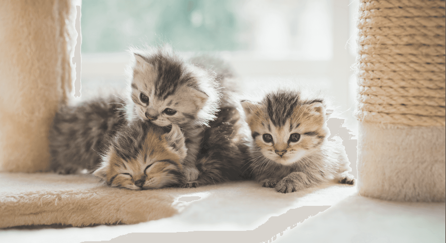 A virtual cat fair is happening online this weekend