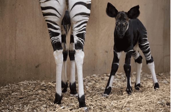 Dublin Zoo have asked the public to name their new okapi calf