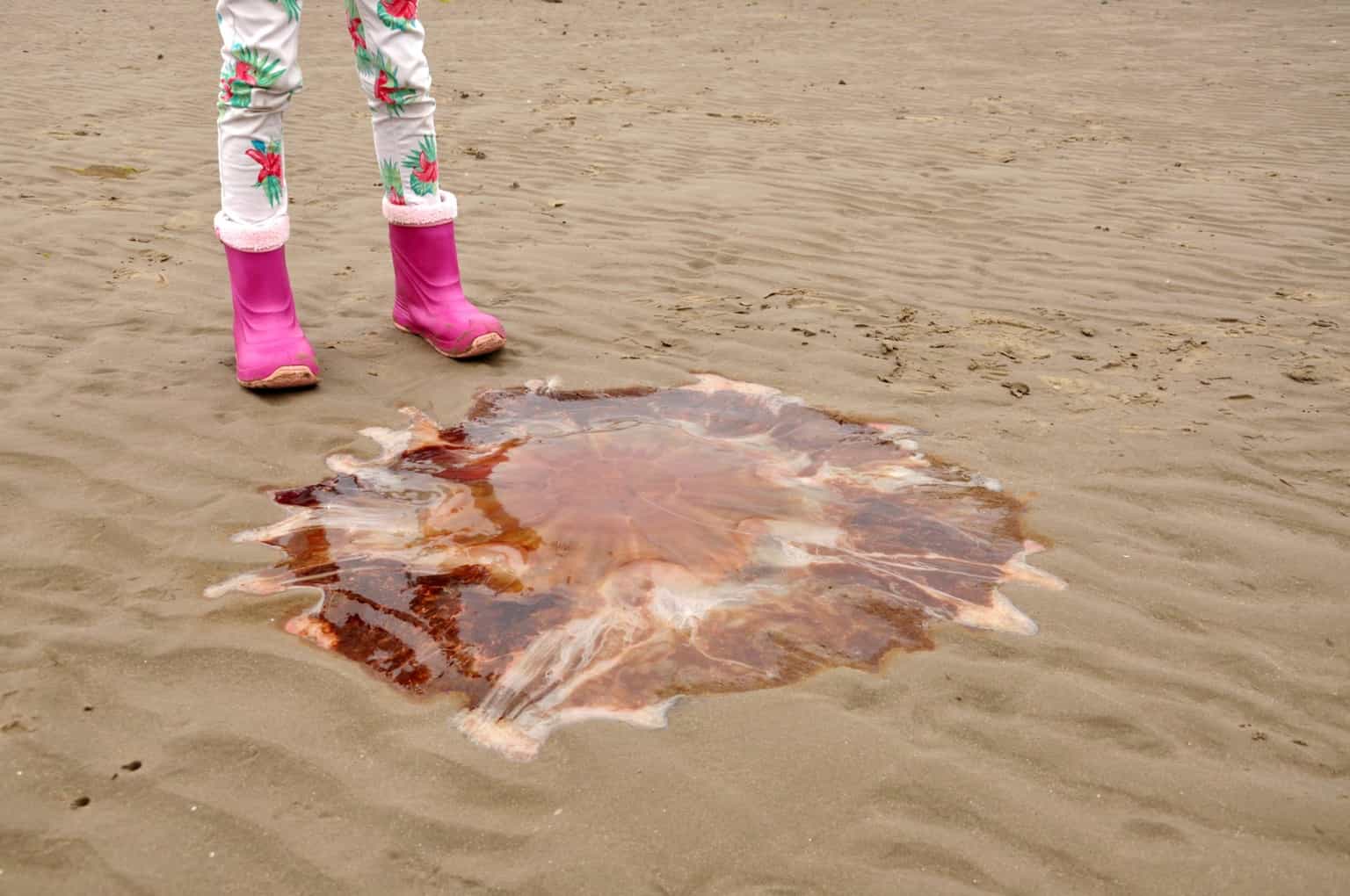 Dublin bathers urged to be ‘extra vigilant’ as dangerous jellyfish spotted on beaches