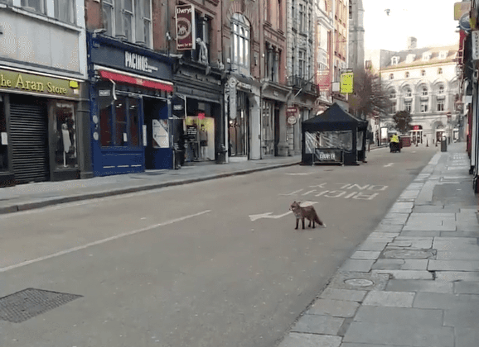 WATCH: An inquisitive fox was spotted roaming around Dublin yesterday 