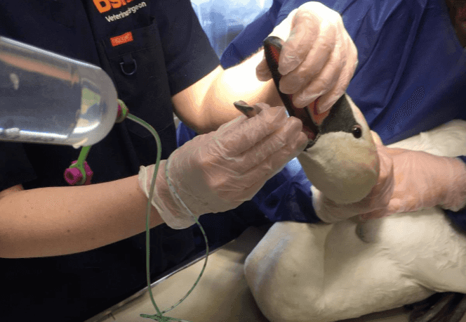 PICS: Underweight ‘Swanathan’ the swan rescued by Gardaí in North Dublin