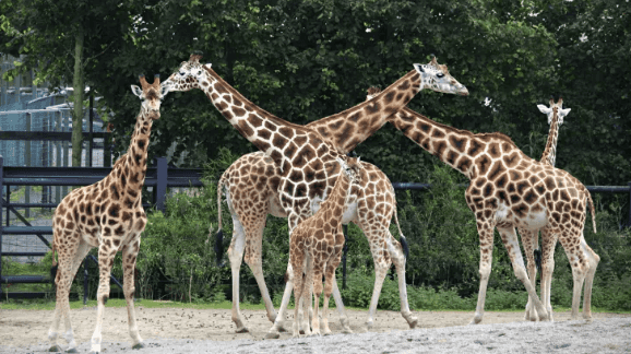 Reopening date for Dublin Zoo and other outdoor amenities to be announced this evening