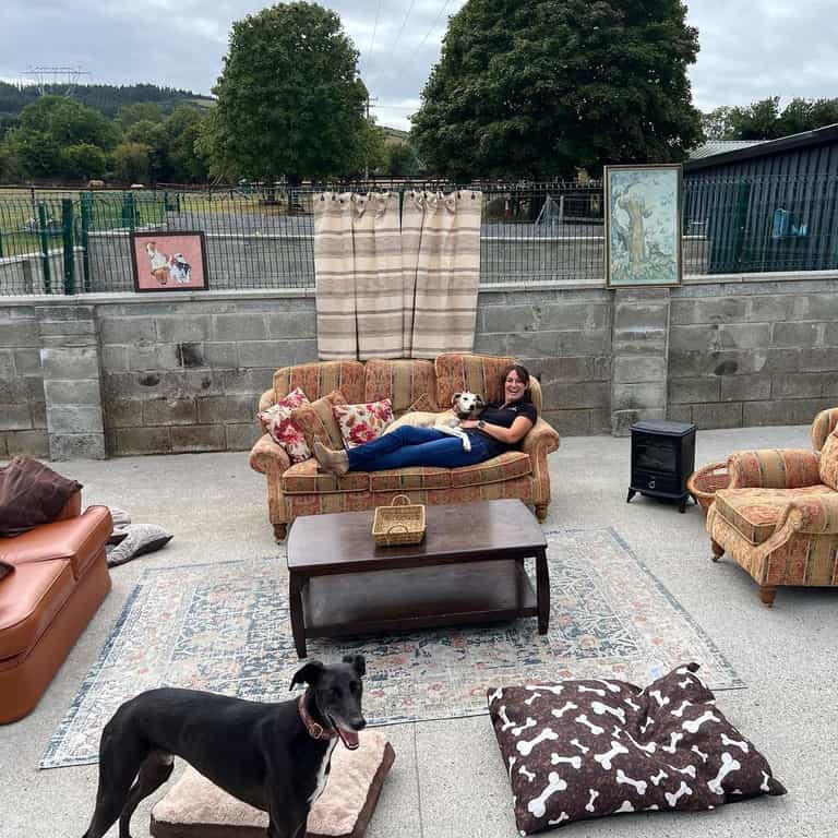 DSPCA launch ‘Lurcher Lounge’ for rescue dogs in need of homes DSPCA launch ‘Lurcher Lounge’ for rescue dogs in need of homes