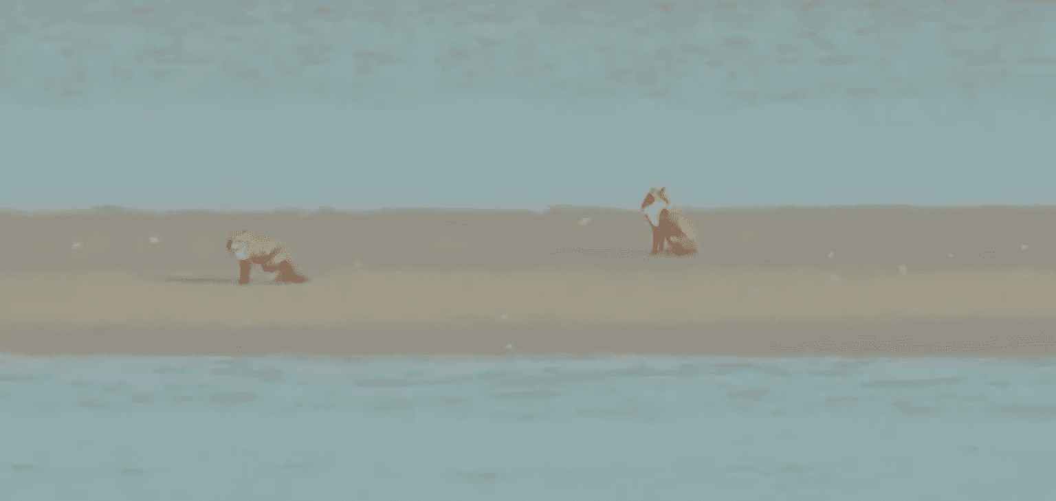 Coast Guard footage shows foxes trapped on sandbank after tide coming in