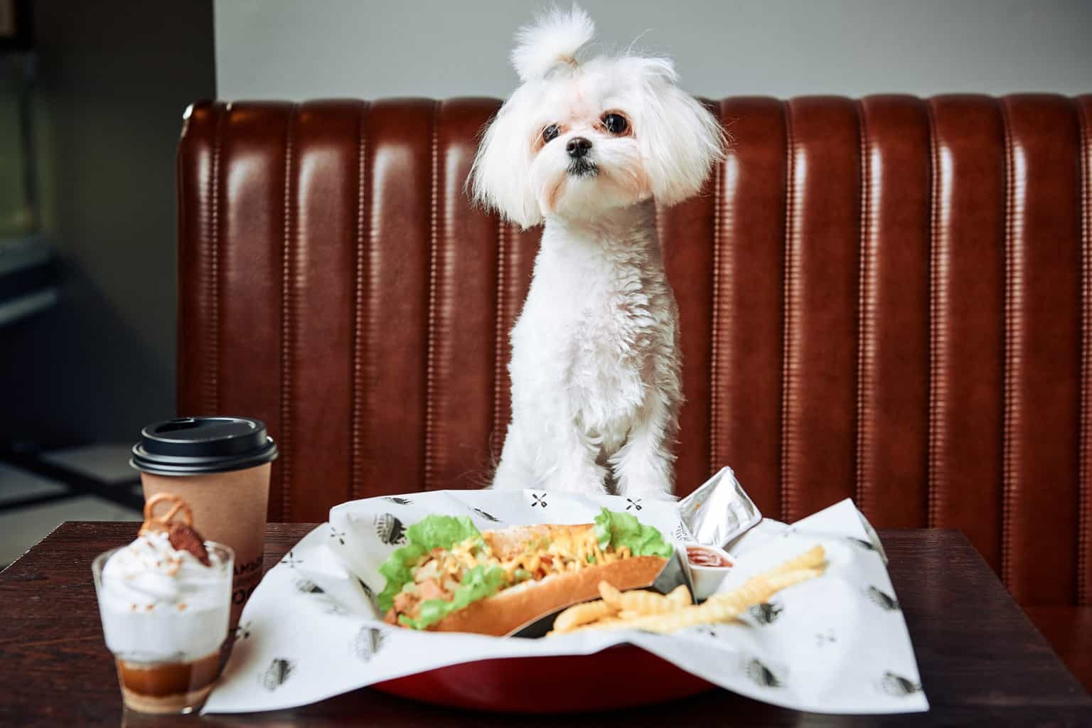 There’s a brunch for dogs happening in Dublin 8 this month