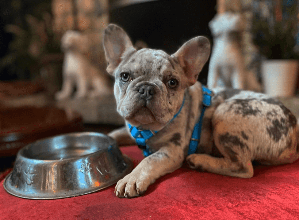 Dog friendly Dublin: 21 northside cafés, pubs and restaurants to take your pup to