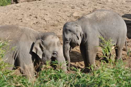 You Can Get Half-Price Tickets To Dublin Zoo For The Next Two Weekends You Can Get Half-Price Tickets To Dublin Zoo For The Next Two Weekends