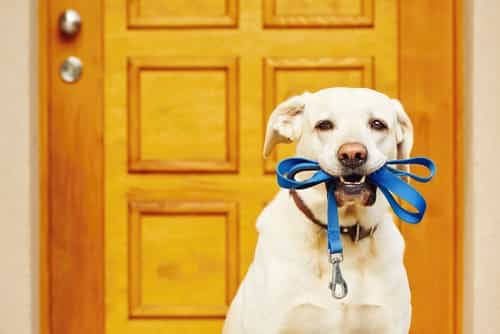 Dream job alert: this Dublin company will pay you to walk dogs all day Dream job alert: this Dublin company will pay you to walk dogs all day