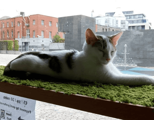 The Cat Lounge Will Hopefully Reopen In Dublin The Cat Lounge Will Hopefully Reopen In Dublin