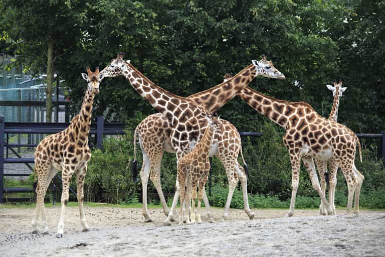 Adults can visit Dublin Zoo for half the price for the rest of the year Adults can visit Dublin Zoo for half the price for the rest of the year