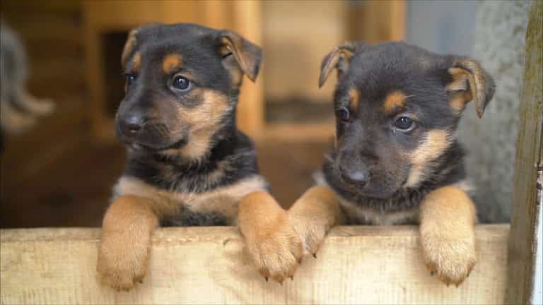 This adorable Valentine’s event will match you with your new dog This adorable Valentine’s event will match you with your new dog