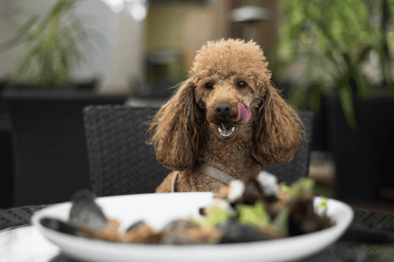 A new dog-friendly cafe and brunch spot has opened on Talbot Street A new dog-friendly cafe and brunch spot has opened on Talbot Street