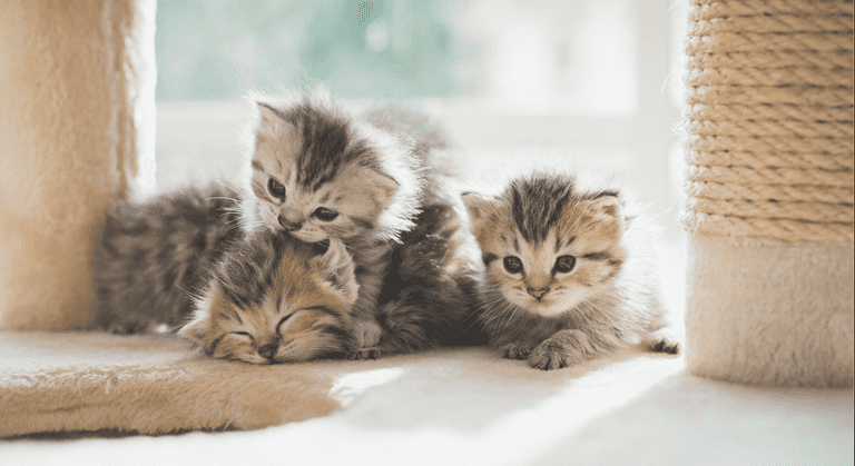 A virtual cat fair is happening online this weekend A virtual cat fair is happening online this weekend