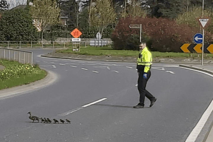 Gardai share adorable photo of family of ducks crossing the road Gardai share adorable photo of family of ducks crossing the road