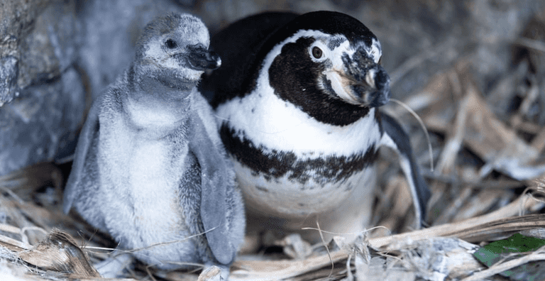 Dublin Zoo has shared a photo of their new arrivals Dublin Zoo has shared a photo of their new arrivals