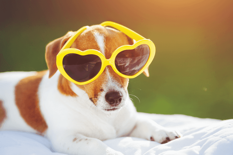 Dogs Trust issues advice to dog owners ahead of the good weather Dogs Trust issues advice to dog owners ahead of the good weather