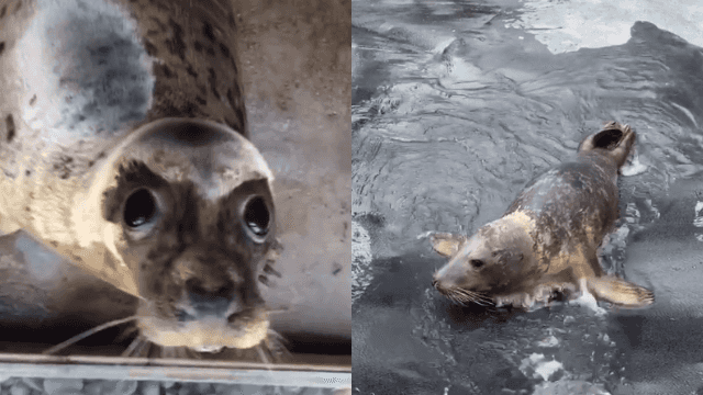Seal Rescue Ireland introduce us to some of their floppy friends in adorable video Seal Rescue Ireland introduce us to some of their floppy friends in adorable video