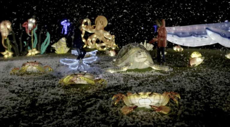 Dublin Zoo confirms sad news that Wild Lights will NOT go ahead this year Dublin Zoo confirms sad news that Wild Lights will NOT go ahead this year
