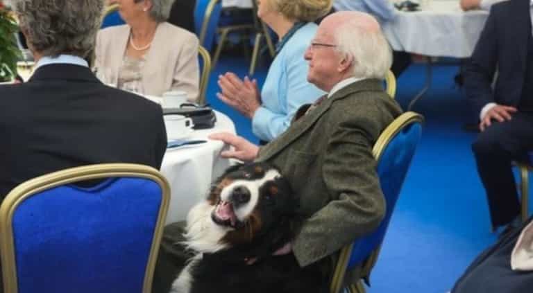 A new furry friend is set to join Bród at the Áras soon A new furry friend is set to join Bród at the Áras soon