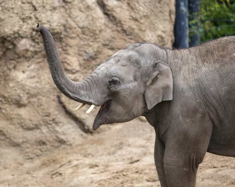 Dublin Zoo staff blown away by huge response as fundraiser surpasses €1.7million mark Dublin Zoo staff blown away by huge response as fundraiser surpasses €1.7million mark