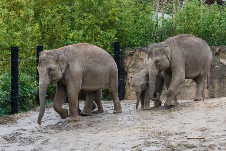 Dublin Zoo at risk of permanent closure due to Covid-19 restrictions Dublin Zoo at risk of permanent closure due to Covid-19 restrictions