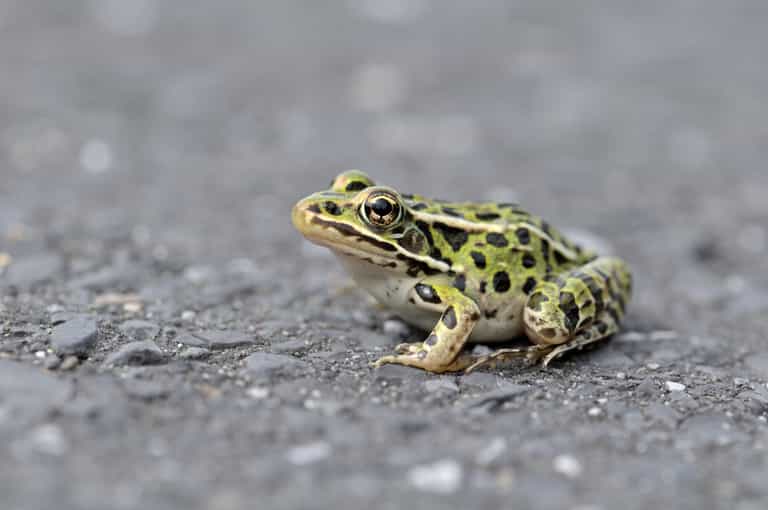 Dublin drivers being asked to watch out for frogs on the road Dublin drivers being asked to watch out for frogs on the road
