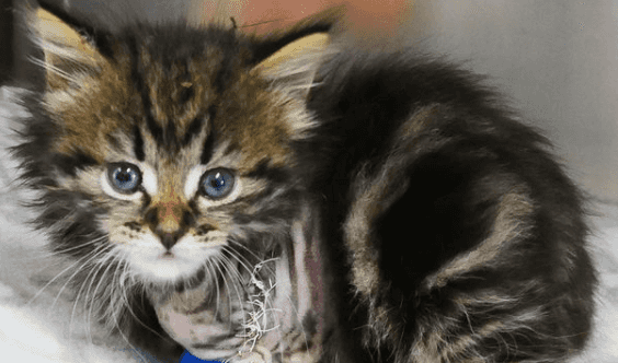 This rescue kitten named after Kelly Harrington is melting our hearts This rescue kitten named after Kelly Harrington is melting our hearts