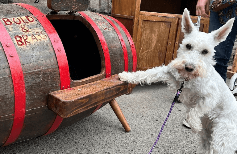 10 of the best places for a puppucino in Dublin 10 of the best places for a puppucino in Dublin