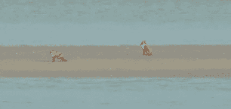 Coast Guard footage shows foxes trapped on sandbank after tide coming in Coast Guard footage shows foxes trapped on sandbank after tide coming in